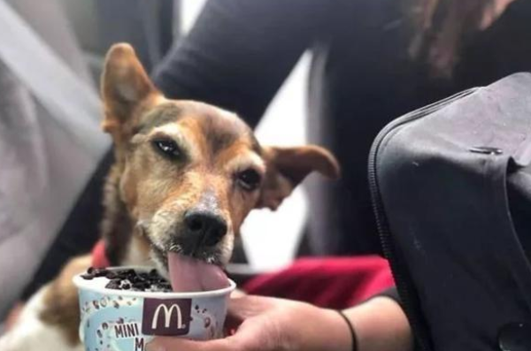 A retired nurse specializes in adopting old dogs with less than half a year to live? The real reason moved everyone!