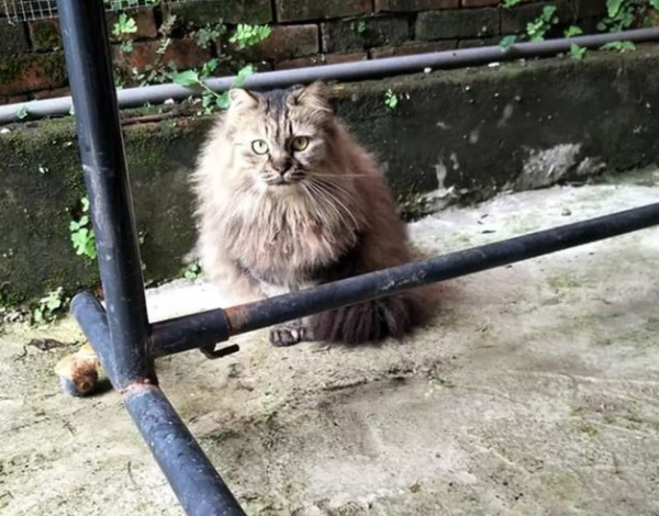 A girl has been feeding a stray cat for more than a year, but it keeps making bad faces at people