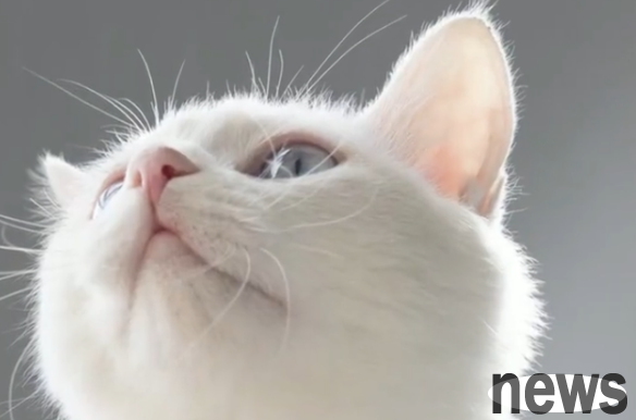 Three months ago, the little stray cat was so hungry that it ate steel balls. Three months have passed. How is it doing?