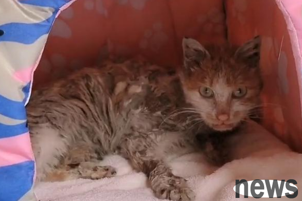 I met a stray cat at night, but I was shocked by its appearance. Is this really a cat?