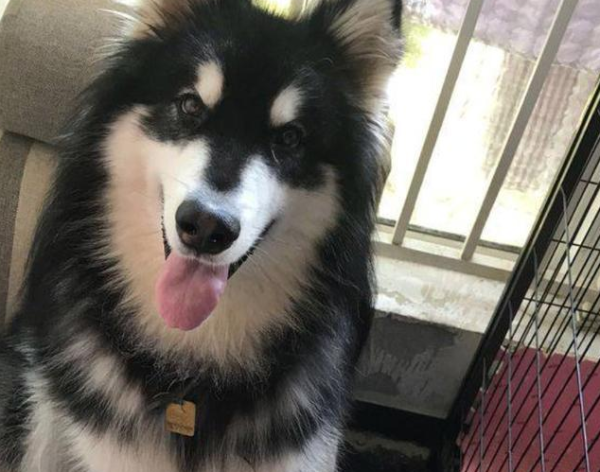 When her boyfriend came to the house, the dog was playing in the living room with a girl s private parts in its mouth. The hostess s face turned red.