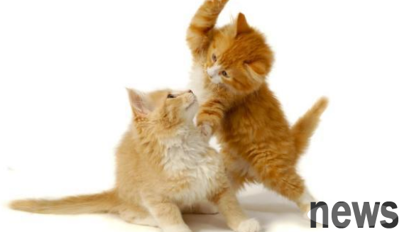 There is a new cat on the bed, and it is hugging the aborigines: What are you looking at? This is my new wife