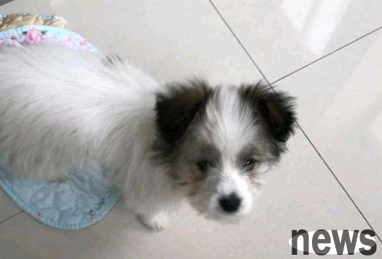 A stray dog ​​was picked up on the street. After the young man took it home, his wife returned him 200 yuan in pocket money.