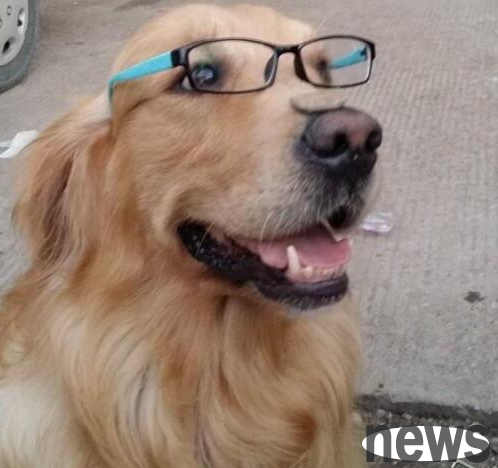 The owner put the Yangcheng Lake hairy crab on the golden retriever s head, but he didn t expect the puppy to treat it so gently