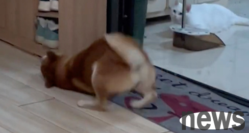 The snail noodles eaten by the owner were sprinkled on the dog, and the dog looked horrified