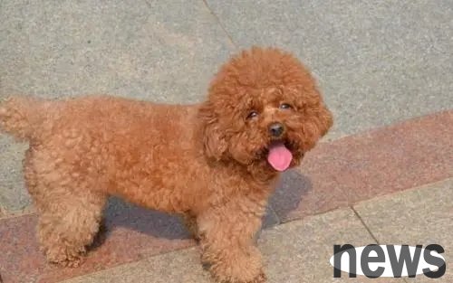 Teddy first came to the house and warmly courted the three cats, but was coldly 