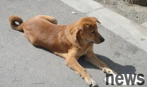 Rumor has it that a woman in Zhuzhou is suffering from rabies? The official refutation of the rumors is here! It’s not rabies!