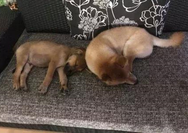 A woman went to a temple fair and brought a little yellow dog. After a while, she confessed that it was too expensive.