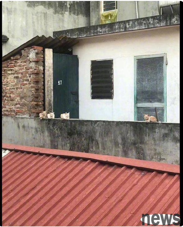 Every time netizens go to the balcony to dry their clothes, they are watched by the cat opposite. Cat: The single dog is here!