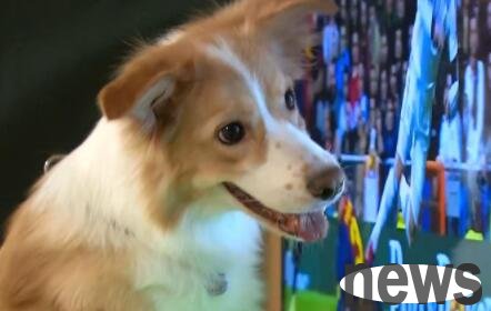 The fan dog will stay glued to the TV whenever there is a football match.